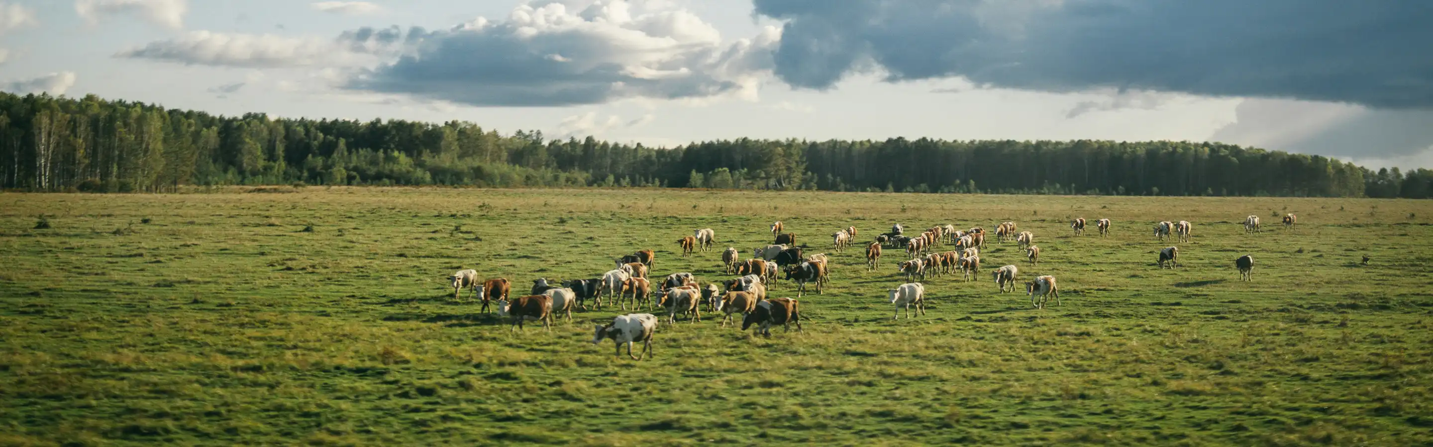 Herd